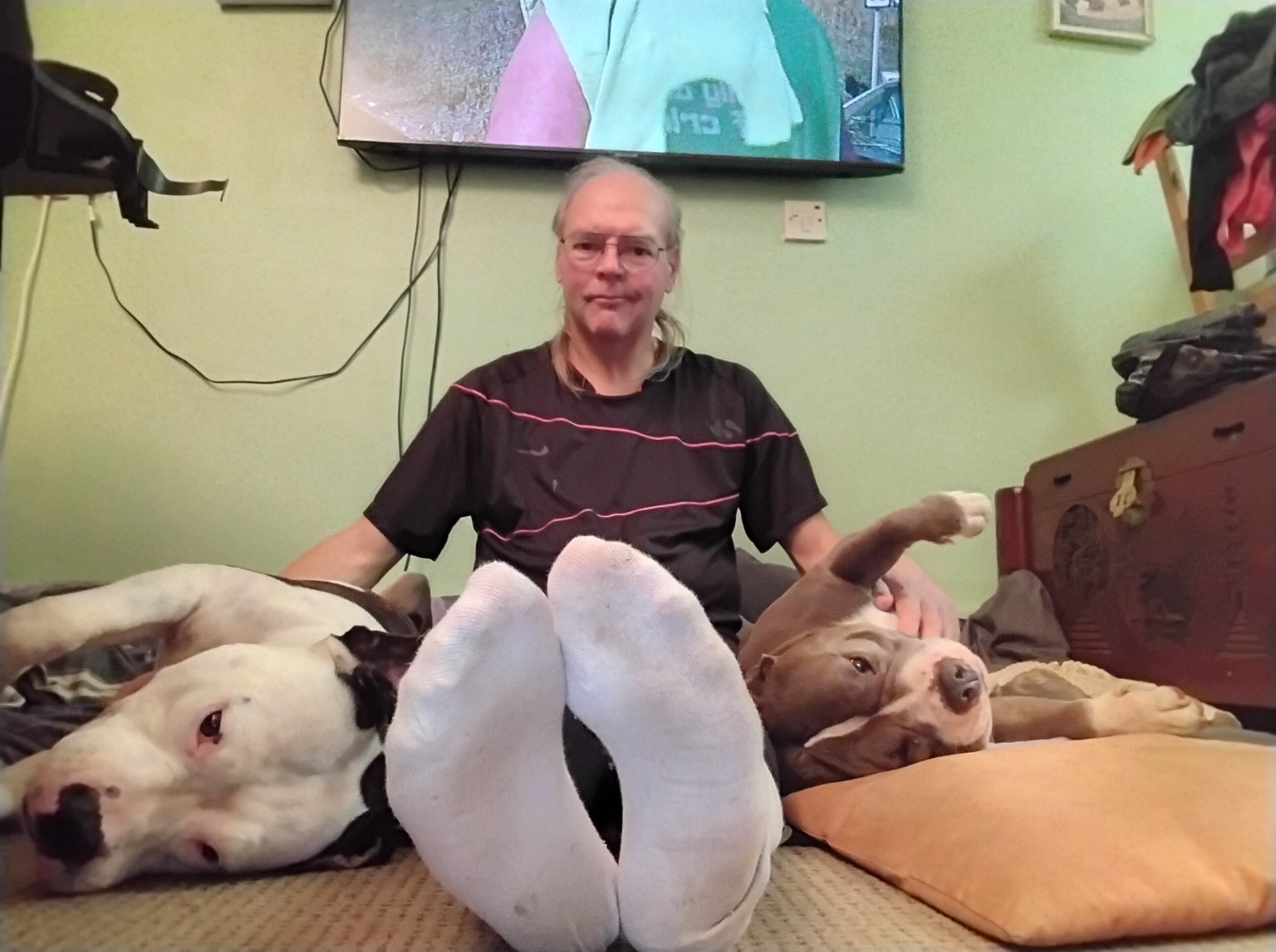 Pet owner spending time with two dogs at home