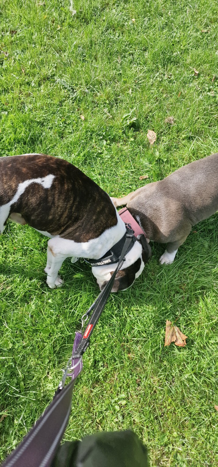 Two dogs enjoying the grass together