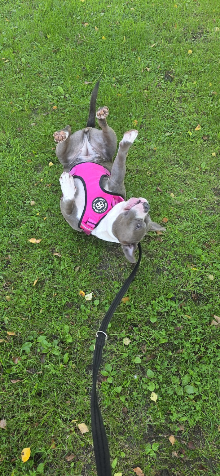 Happy dog enjoying time outside