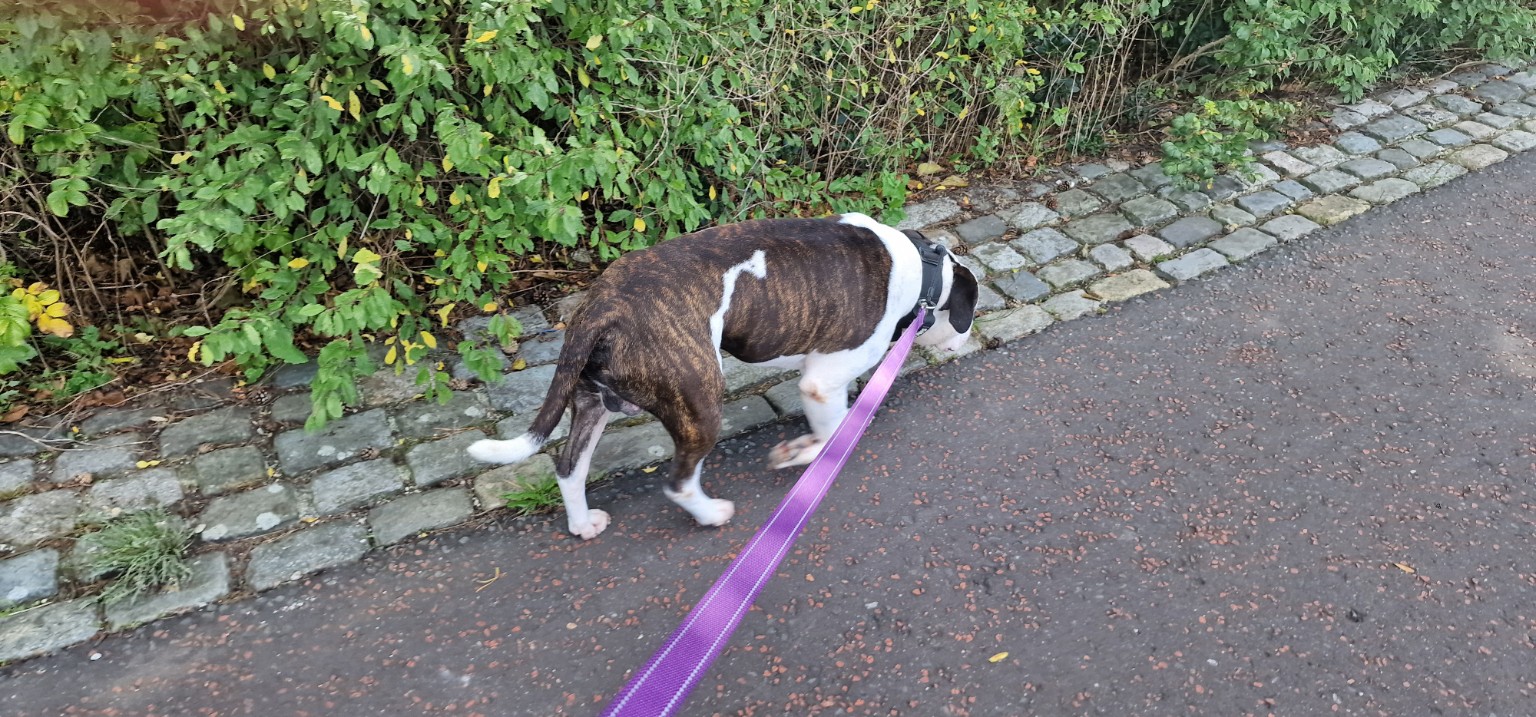 Dog out for a walk